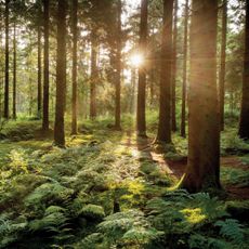 A forest of trees with sunlight shining in between them